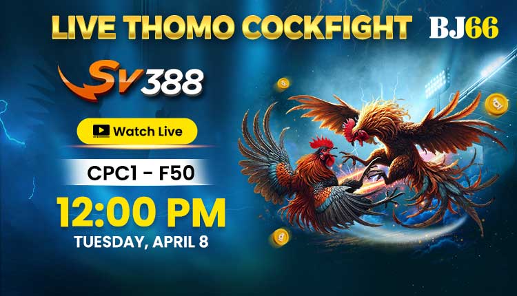 bj66-live-cockfighting-match-1